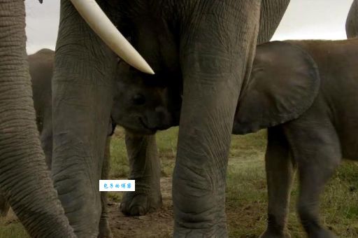 为什么象群首领是母象母象如何成为象群核心