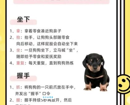 教你几招哈士奇怎么训练不闹腾