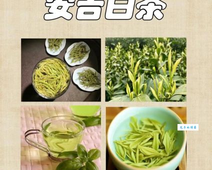 安吉白茶属于什么茶类一文告诉你答案