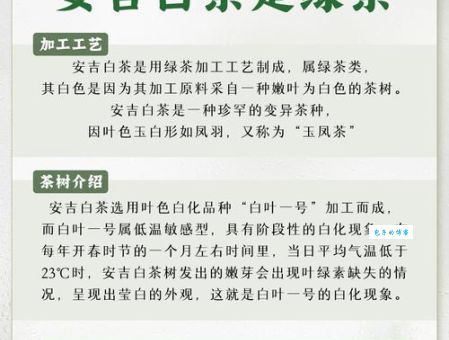 安吉白茶属于什么茶类一文告诉你答案