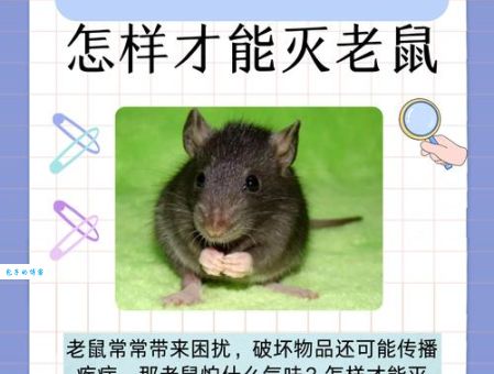 什么老鼠两条腿这个谜语答案太有趣了