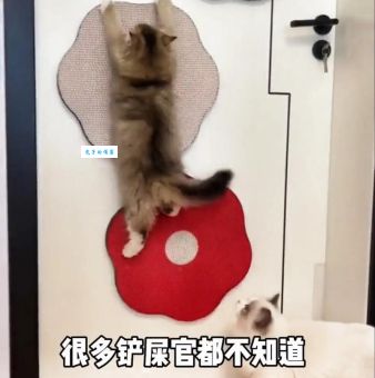 什么动物最爱贴在墙上 看看你家墙上有没有它