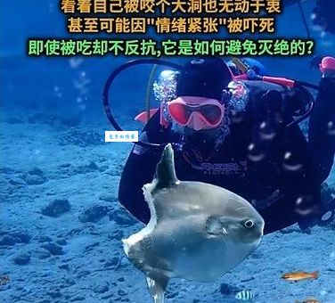 深海鱼7分钟是什么梗 揭秘背后搞笑真相