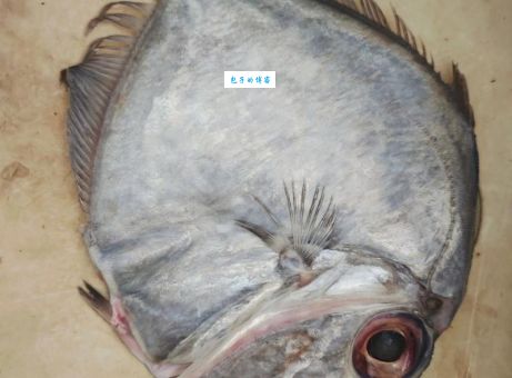 深海鱼7分钟是什么梗 揭秘背后搞笑真相