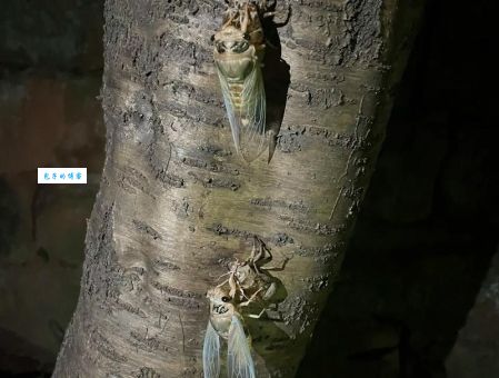 金蝉脱壳是什么生肖 这个生肖的脱壳本领太强了