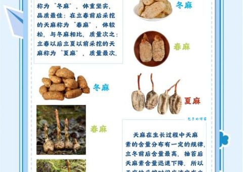 天麻有6种人不能吃，尤其是最后一种要当心！