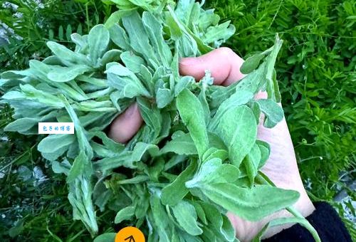 青团是用什么做的