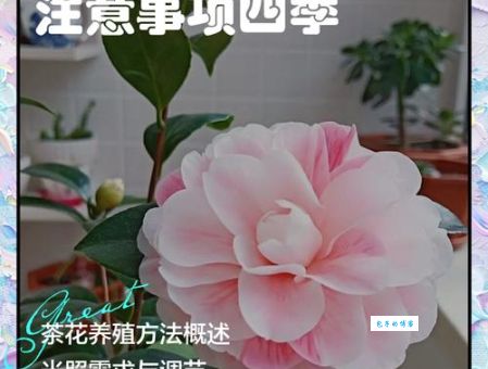 茶花的养殖方法和注意事项有哪些新手必看这5点