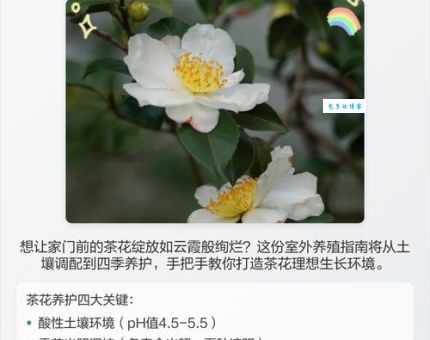 茶花的养殖方法和注意事项有哪些新手必看这5点