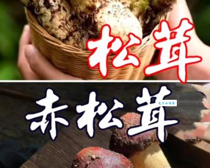 松茸是野生的还是人工种的？老农教你一眼看穿