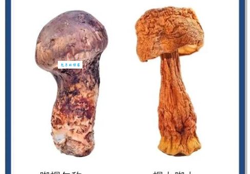 松茸是野生的还是人工种的？老农教你一眼看穿