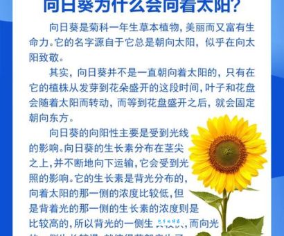 向日葵为什么会跟着太阳转？这个解释太形象了