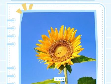 向日葵为什么会跟着太阳转？这个解释太形象了