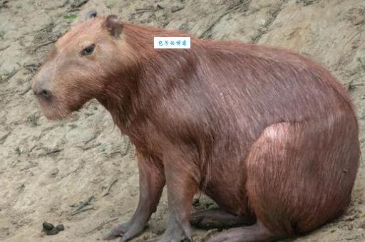 杏脸桃腮是什么生肖？原来这几种动物最符合