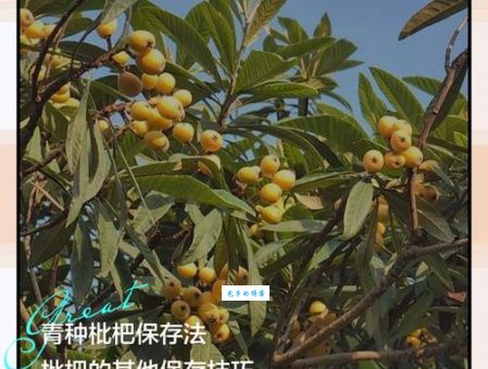 枇杷怎么保存可以放得更久？教你3种家常方法延长保鲜期！