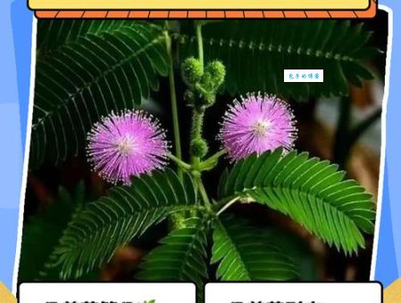 含羞草的特点是什么？家里养一盆竟然有这么多好处