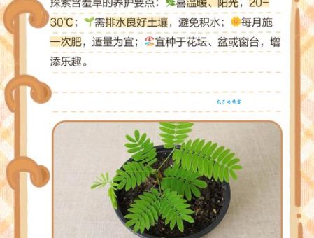 含羞草的特点是什么？家里养一盆竟然有这么多好处