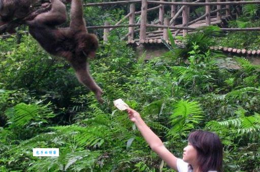 峨眉山的猴子是什么品种？原来它们是藏酋猴！
