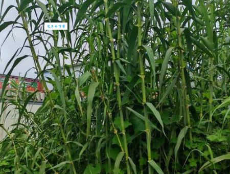 重庆苇子到底指什么？三分钟带你了解清楚