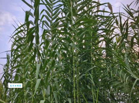 重庆苇子到底指什么？三分钟带你了解清楚