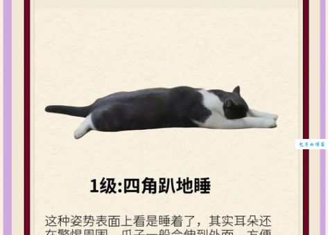 贪睡母女猫是什么意思？带你认识这对超爱睡觉的猫咪