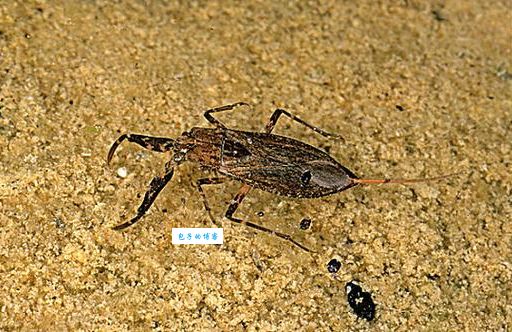 水蝎是什么意思？看完这个解释你就明白了！