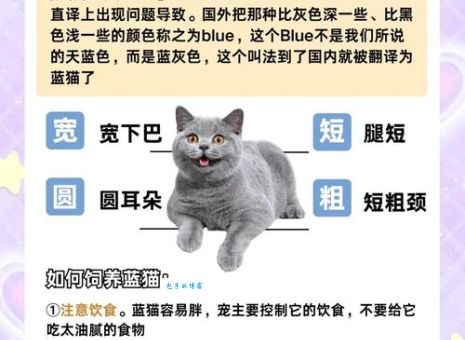 蓝猫恐龙堂是什么意思?揭秘这个网络热词的真实含义