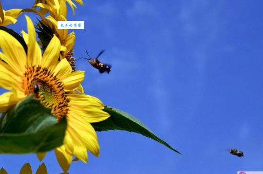 摄苑网是什么意思呀？新手必看的详细功能解析