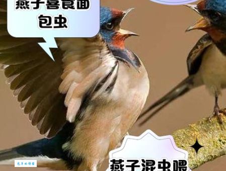驭禽斋是什么意思?养鸟爱好者必知的文化常识