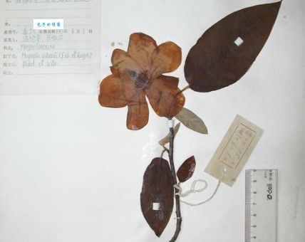 西康玉兰是什么品种？养护方法和注意事项全知道