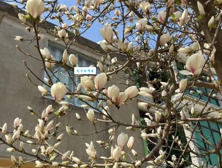 西康玉兰是什么品种?养护方法和注意事项全知道