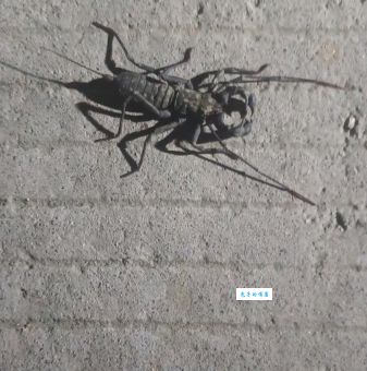 鞭尾蝎是什么意思？看完这篇你就全明白了