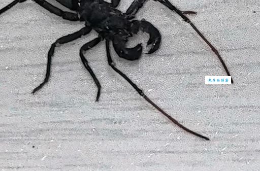 鞭尾蝎是什么意思？看完这篇你就全明白了