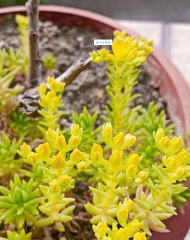 玉山佛甲草是什么植物？这几点特性要知道