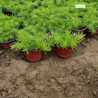 玉山佛甲草是什么植物？这几点特性要知道