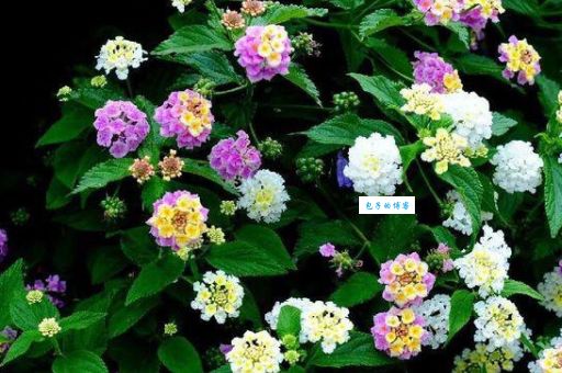 初恋的阳台是什么意思？看完这个故事终于明白了！