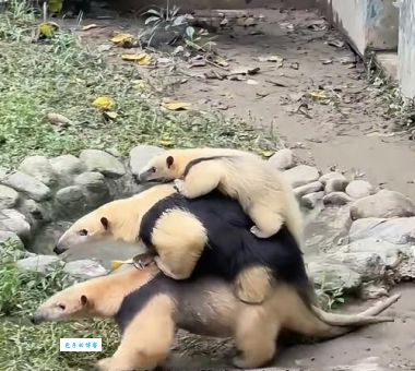 世界十大兽孩是什么意思？盘点十个野孩子的传奇