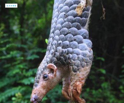 树穿山甲是什么意思?专家告诉你它的独特之处
