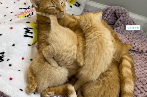 萌的或然率是什么意思？看完这个你就全明白了