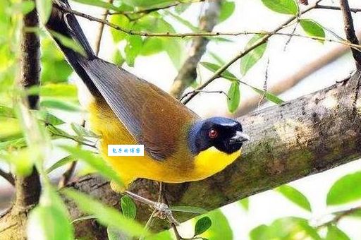 黄喉噪鹛是什么？这种珍稀鸟类的生活习性揭秘