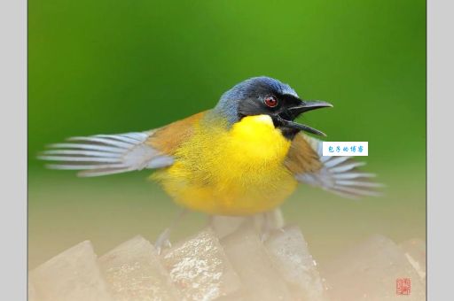 黄喉噪鹛是什么？这种珍稀鸟类的生活习性揭秘
