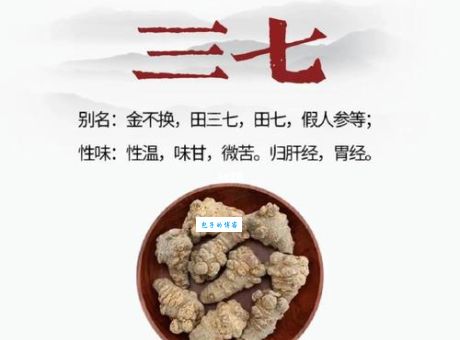 妇女节前夕打一中草药谜底是啥？了解三七的用处和好处！