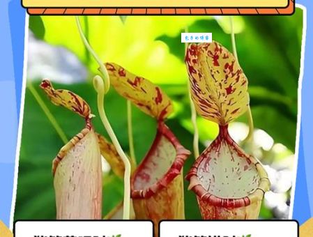 寒冬里动物如何觅食？救命草的生长地点和特点揭秘！