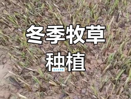 寒冬里动物如何觅食?救命草的生长地点和特点揭秘!