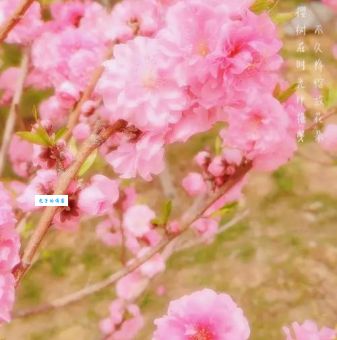 十里桃花万杨柳打一城市怎么解？学会方法快速猜中