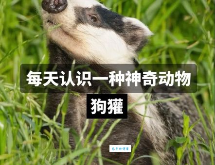 不是狐狸不是狗是什么动物？揭秘这个神秘生物的真实身份