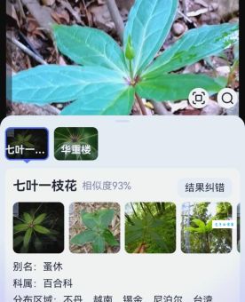 华而不实打一植物是什么？常见植物里找答案超简单！