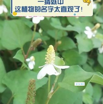 华而不实打一植物名怎么猜？三招教你快速猜对谜底