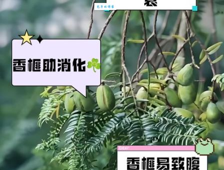 珍贵的香榧木如何保养才能增值？老玩家分享实用秘籍！