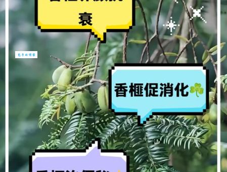 珍贵的香榧木如何保养才能增值？老玩家分享实用秘籍！